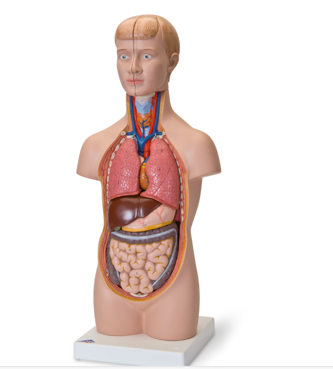 MINI HUMAN TORSO MODEL, 12 PART-3B SMART ANATOMY